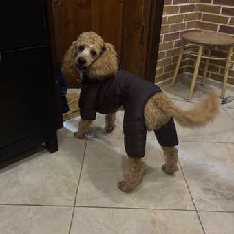 Комбинезон для собак и кошек Зоозавр: отзыв пользователя. Зоомагазин Зоозавр