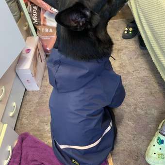 Куртка-дождевик для собак Зоозавр тёмно-синяя 60: отзыв пользователя. Зоомагазин Зоозавр