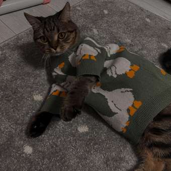 Джемпер для собак и кошек Зоозавр: отзыв пользователя. Зоомагазин Зоозавр