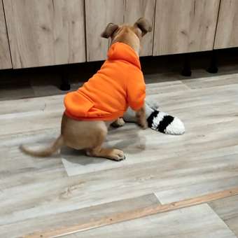 Толстовка для собак PIFPAF DOG: отзыв пользователя. Зоомагазин Зоозавр