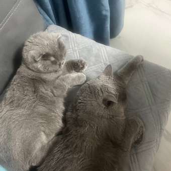 Корм сухой ROYAL CANIN Sterilised 37 2кг для стерилизованных кошек: отзыв пользователя. Зоомагазин Зоозавр