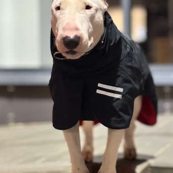 Попона для собак Зоозавр тёмно-синяя 60: отзыв пользователя. Зоомагазин Зоозавр