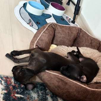 Лежанка для собак Barbaks Крем-брюле M 60*50*18см со съемной подушкой: отзыв пользователя. Зоомагазин Зоозавр