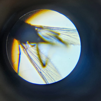 Микроскоп Give Creative детский школьный, 6 режимов: отзыв пользователя Детский Мир