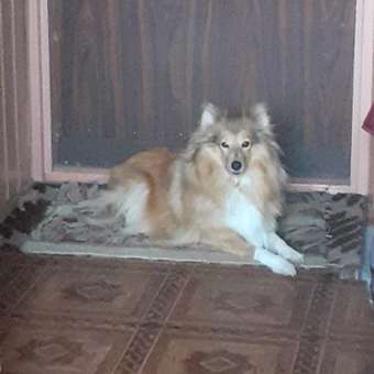 Корм сухой для собак PRO PLAN SENSITIVE DIGESTION 3 кг с ягненком для мелких пород: отзыв пользователя. Зоомагазин Зоозавр