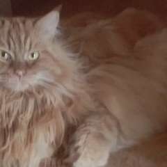 Фото отзыва 10312300