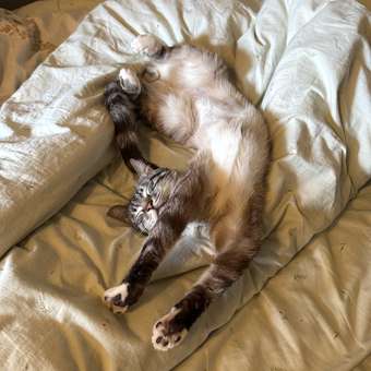 Корм сухой для котят ROYAL CANIN Mother and Babycat 2кг: отзыв пользователя. Зоомагазин Зоозавр