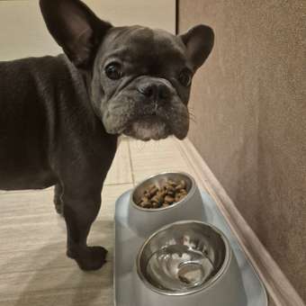 Корм для собак ROYAL CANIN породы французский бульдог 3кг: отзыв пользователя. Зоомагазин Зоозавр