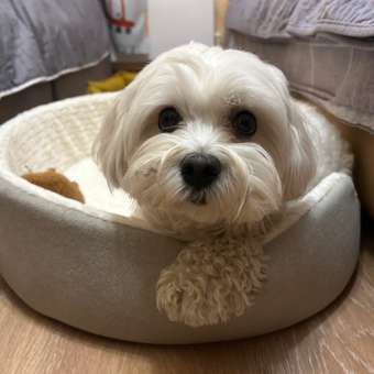 Лежанка Barbaks Почивальня XL 68*56*15см: отзыв пользователя. Зоомагазин Зоозавр