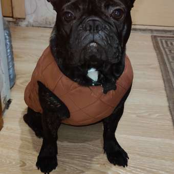 Жилет для собак и кошек Зоозавр: отзыв пользователя. Зоомагазин Зоозавр