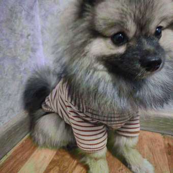 Футболка для собак и кошек Зоозавр: отзыв пользователя. Зоомагазин Зоозавр