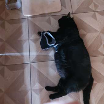 Кошачья мята Petsiki 20г в пакете: отзыв пользователя. Зоомагазин Зоозавр