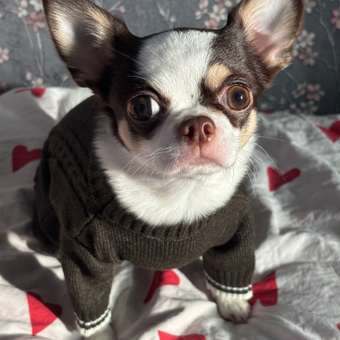 Комбинезон для собак и кошек Зоозавр: отзыв пользователя. Зоомагазин Зоозавр