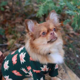 Кардиган для собак и кошек Зоозавр: отзыв пользователя. Зоомагазин Зоозавр