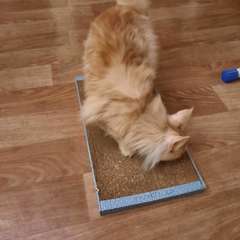 Фото отзыва 11047854