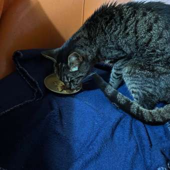 Корм для кошек Pet-a-Pet 100г диетический профилактика болезней почек Renal: отзыв пользователя. Зоомагазин Зоозавр