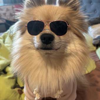 Очки для собак и кошек Зоозавр: отзыв пользователя. Зоомагазин Зоозавр