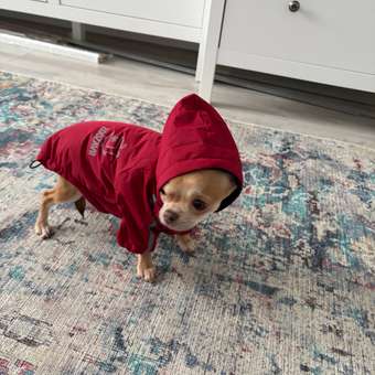 Куртка для собак Зоозавр красная 30: отзыв пользователя. Зоомагазин Зоозавр