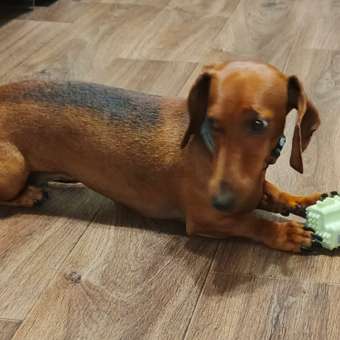 Игрушка для собак Barbaks Массажёр антибактериальный для ухода чистки и массажа десен из TRP и нейлона: отзыв пользователя. Зоомагазин Зоозавр