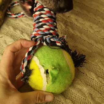 Игрушка для собак Beroma мяч желто-зеленый на канате: отзыв пользователя. Зоомагазин Зоозавр