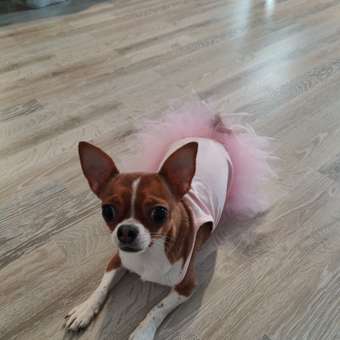 Платье для собак и кошек Зоозавр: отзыв пользователя. Зоомагазин Зоозавр