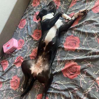 Корм для собак GRANDORF FRESH Fresh Dog Adult Med/Maxi Turkey/Sweet Potato сред и круп пород Свежее мясо индейки 1кг беззер с жив проб: отзыв пользователя. Зоомагазин Зоозавр