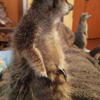 Капли инсектоакарицидные для котят и кошек Apicenna Дана Ультра до 4кг 0.32мл: отзыв пользователя. Зоомагазин Зоозавр