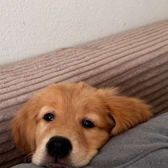 Корм для щенков Grandorf Fresh Dog Puppy Lamb/Sweet Potato Свежее мясо ягненка 10кг беззерн с жив пробиотиками: отзыв пользователя. Зоомагазин Зоозавр