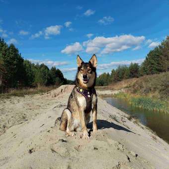 Корм для собак PRO PLAN средних пород с комплексом Optibalance с высоким содержанием курицы 3кг: отзыв пользователя. Зоомагазин Зоозавр