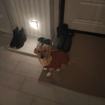 Жилет для собак и кошек Зоозавр: отзыв пользователя. Зоомагазин Зоозавр