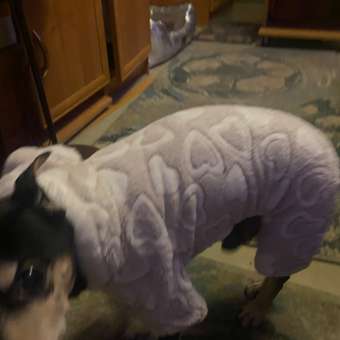 Комбинезон для собак и кошек Зоозавр: отзыв пользователя. Зоомагазин Зоозавр