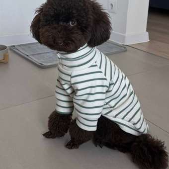 Водолазка для собак и кошек Зоозавр: отзыв пользователя. Зоомагазин Зоозавр