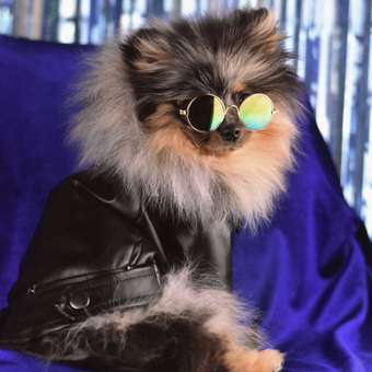 Куртка для собак Зоозавр черная 25: отзыв пользователя. Зоомагазин Зоозавр