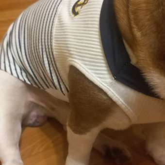 Футболка для собак и кошек Зоозавр Морячок: отзыв пользователя. Зоомагазин Зоозавр