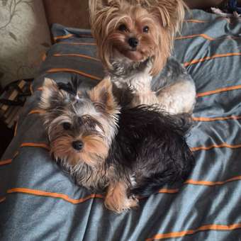 Корм для щенков ROYAL CANIN Junior породы йоркширский терьер 1.5кг: отзыв пользователя. Зоомагазин Зоозавр