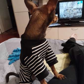 Комбинезон для собак и кошек Зоозавр: отзыв пользователя. Зоомагазин Зоозавр