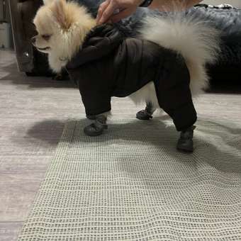 Комбинезон для собак и кошек Зоозавр: отзыв пользователя. Зоомагазин Зоозавр