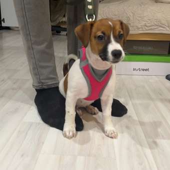 Шлейка-жилетка для собак Triol мягкая XS 32-36см Малиновая: отзыв пользователя. Зоомагазин Зоозавр