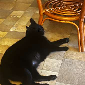 Корм для кошек ROYAL CANIN Satiety Weight Management для снижения веса сухой 350г: отзыв пользователя. Зоомагазин Зоозавр