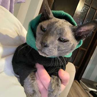 Худи для кошек и щенков Rain Dog: отзыв пользователя. Зоомагазин Зоозавр