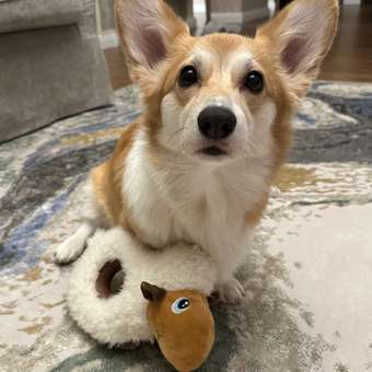 Игрушка для собак Barbaks Овечка-кольцо мягкая с пищалкой 9*19см: отзыв пользователя. Зоомагазин Зоозавр