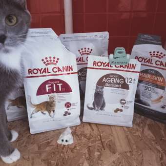 Корм сухой для кошек ROYAL CANIN Fit 32 400г: отзыв пользователя. Зоомагазин Зоозавр