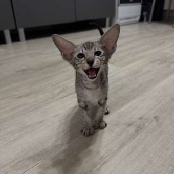 Корм сухой для котят ROYAL CANIN Kitten 2кг: отзыв пользователя. Зоомагазин Зоозавр