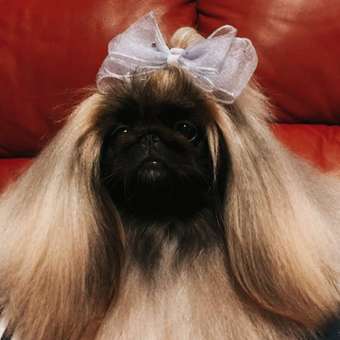 Корм для собак ROYAL CANIN Mini Dermacomfort при раздраженной и зудящей коже 3кг: отзыв пользователя. Зоомагазин Зоозавр