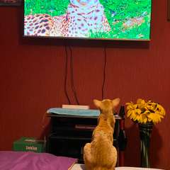 Фото отзыва 10968252