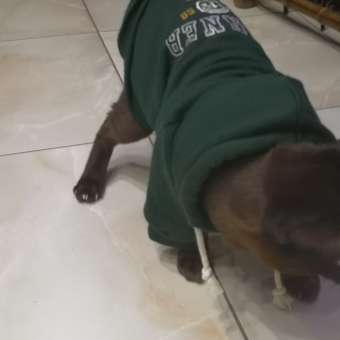 Толстовка для собак и кошек Зоозавр: отзыв пользователя. Зоомагазин Зоозавр