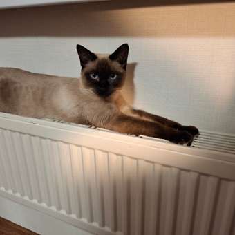 Корм сухой для кошек PRO PLAN 1.5кг с индейкой с чувствительным пищеварением: отзыв пользователя. Зоомагазин Зоозавр