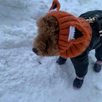 Шапка-шлем для собак и кошек Зоозавр: отзыв пользователя. Зоомагазин Зоозавр