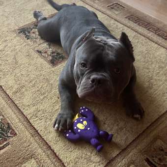 Игрушка для собак Barbaks Кракозябра с пищалкой латекс 17см: отзыв пользователя. Зоомагазин Зоозавр