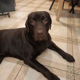 Лакомства для собак Зоогурман Фермерские лакомства Легкое говяжье темное 50г: отзыв пользователя. Зоомагазин Зоозавр